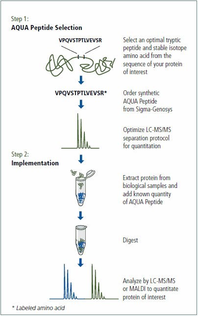  Overview of the Protein-AQUA method