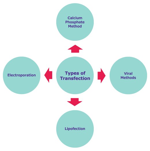 Types of Transfection