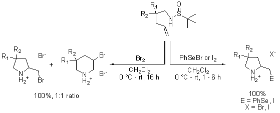pyrrolidines and piperidines using a common racemic tert-butanesulfinyl amine