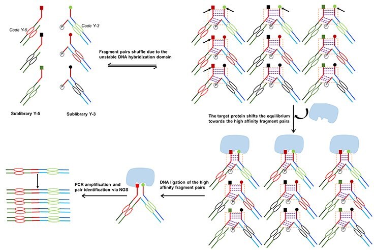 dynamic-dna-encoded-libraries