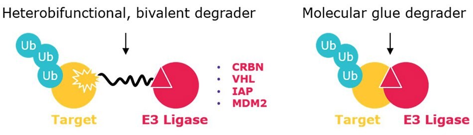 Heterobifunctional degraders (left) contain ligands for two different proteins – one typically being an E3 ubiquitin ligase –  connected by a crosslinker. Molecular glues are smaller (non-conjugates) that include interactions between an E3 ligase and target (or neosubstrate).