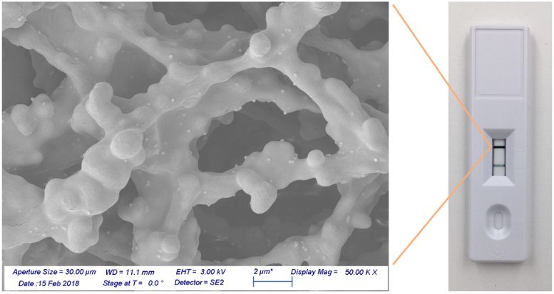 Gold nanoshells bound to a nitrocellulose membrane.