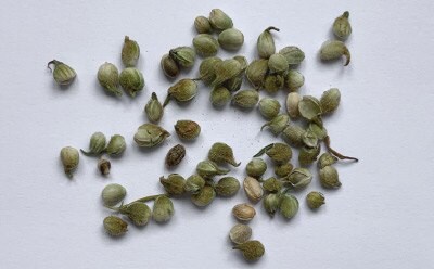 Cannabis sativa “Santhica” Separated into Leaves (top), Stems (middle) and Seeds (bottom).
