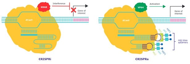 CRISPRi and CRISPRa utilize catalytically inactive dCas9 to recruit the transcriptional repressor KRAB domain or the transcriptional activators HSF1, p65 and MS2 to silence and overexpress target gene expression respectively.