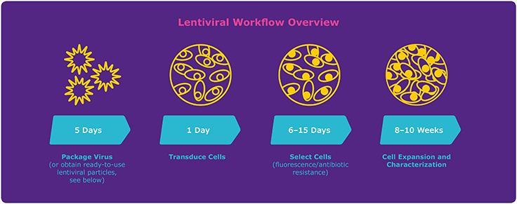 Lentiviral Workflow Overview