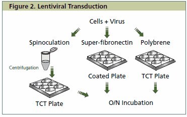 Lentiviral Transduction