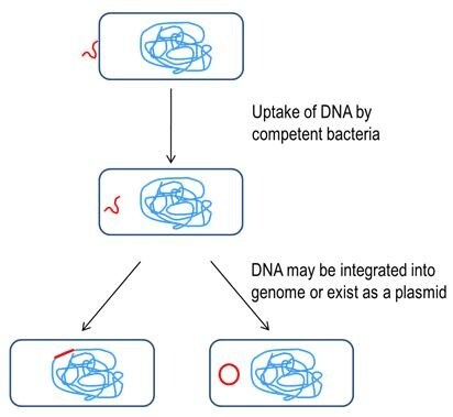 Schematic representation of transformation in bacteria