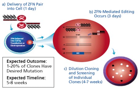 Using ZFNs to Create Modified Cell Lines