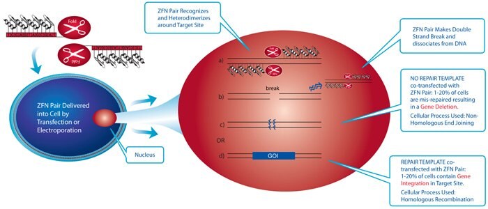 ZFN-Mediated Targeted Genome Editing