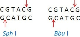 Sph I (CGTAC/G) and Bbu I (CGTAC/G)