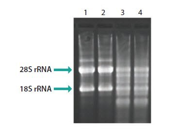 Evaluation of RNA integrity by agarose gel analysis