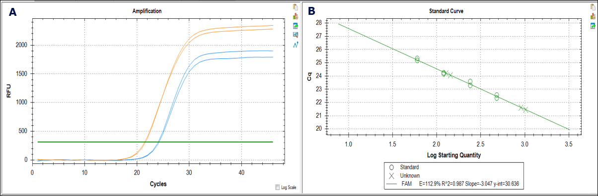  qPCR analysis for the determination of interfering contaminants in genomic DNA preparations. A) Amplification curves for genomic DNA prepared from mouse kidney tissue using a silica-based spin prep kit from Supplier X (blue curves) and GenElute™-E negative chromatography (size exclusion) spin prep kit (orange curves). Curves for the silica-purified samples are right-shifted compared to the GenElute™-E-purified samples, suggesting the presence of interfering contaminants or overestimation of starting concentration in the silica preps. B) Cq calculations using the β-actin gene as an endogenous control reference.