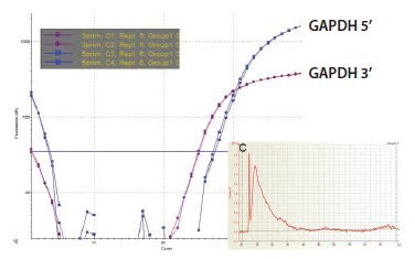 GAPDH 3’/5’ Multiplex Assay Sample C