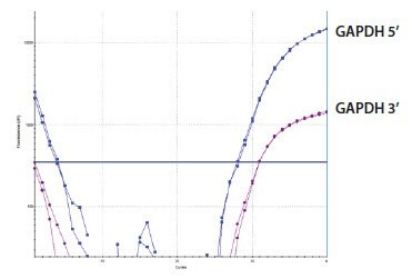 GAPDH 3’/5’ Multiplex Assay Sample D