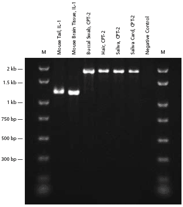 PCR analysis of genomic DNA extracted from various types of sources