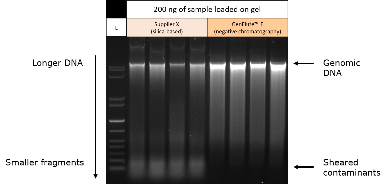 Gel electrophoresis of purified genomic DNA from mouse liver tissue samples.