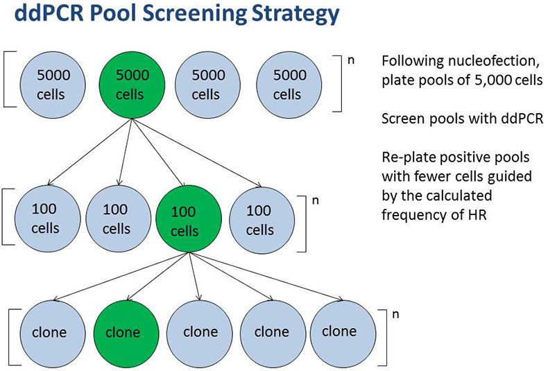 ddpcr-pool-screening-strategy