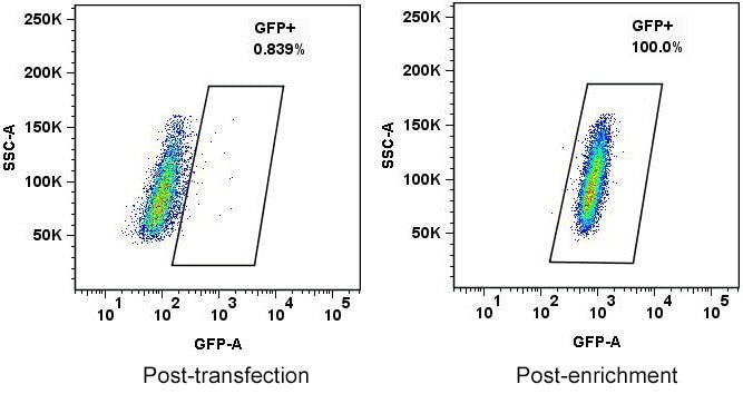 post-transfection and post-enrichment