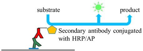 Chemiluminescence detection of proteins on membrane
