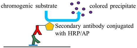 Colorimetric detection of proteins on membrane