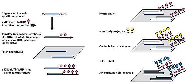 Nonradioactive oligonucleotide tailing and detection