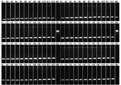 An example agarose gel of a set of 96 PCR products