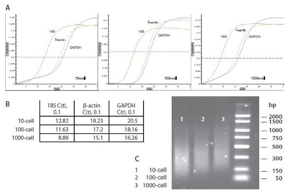 Amplification Qualitative Test Amplification Qualitative Test