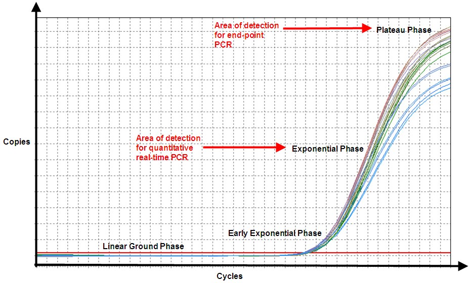 In end-point PCR, reaction products from the plateau phase are detected, and as can be seen, replicates of the sample (same amount of starting nucleic acid) produce different amounts of end product because of variation in the reaction kinetics. In qPCR, even though efficiency is never 100%, the product is nearly doubling with every cycle in the exponential phase, and hence, the reaction is more specific and precise (point of detection in qPCR is determined by the threshold line, which is not shown).