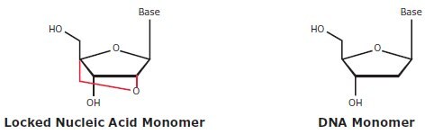 Locked Nucleic Acid and native-state DNA monomers