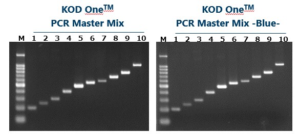 Fast PCR: Amplification time using very short cycling conditions