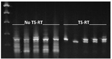 The ThermaStop™-RT additive dramatically reduces non-specific amplification in one-step RT-PCR. Five samples without and five samples with ThermaStop™-RT show (left to right) amplification of the mitochondrial nad5 mRNA from coconut palm leaves, synthetic coconut palm viroid RNA, or coamplification of both nad5 mRNA and one of three serial dilutions of the viroid RNA. Only the specific 152 and 127 base pair products are detected in samples with the ThermaStop™-RT additive. Samples without the reagent have lower levels of those products and high levels of non-specific product. Bands on the left are from a quantitative DNA ladder (100-500 base pairs).