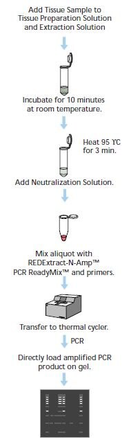Tissue PCR Procedure