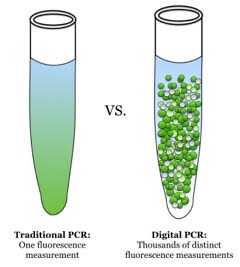 Traditional PCR (qPCR) vs dPCR. With qPCR, one fluorescence measurement is made whereas with dPCR, many such measurements are made (source: Wikimedia Commons). End-point PCR products are often analyzed by non-fluorescent methods, e.g. colorimetric detection.