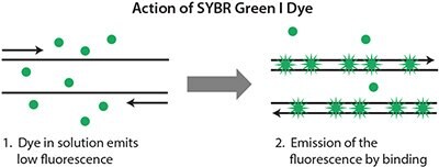Action of SYBR Green I Dye