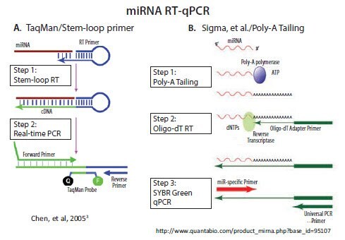 RT and qPCR of miRNA
