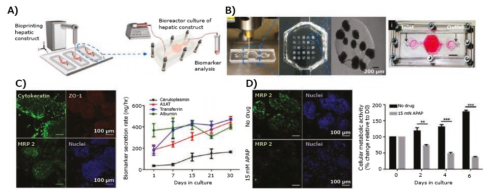 3D-bioprinted liver model. <b>A)</b> Schematic of the hepatic bioreactor culture platform integrated with a bioprinter and biomarker analysis module. <b>B)</b> Bioprinting of GelMA hydrogel-based hepatic constructs directly within the bioreactor as a dot array, and topview of the assembled bioreactor (scale bar: 1 mm). <b>C)</b> Confocal images showing the bioprinted HepG2/C3A spheroids stained for cytokeratin 18, ZO-1, MRP-2, and nuclei, and the rate of secretion of hepatic biomarkers, albumin, A1AT, and ceruloplasmin, by HepG2/C3A spheroids. <b>D)</b> Confocal images showing MRP2 expressions and measured metabolic activity of the hepatic spheroids subjecting to APAP-induced hepatoxicity in a dose-dependent manner. Reproduced with permission from reference 21, copyright 2016 IOP publishing. 3D-bioprinted liver model