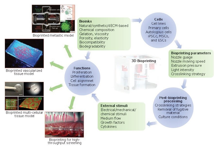 The essential components and applications of 3D bioprinting. Bioinks, bioprinting parameters, and post-bioprinting processing all impact viability and functionality of cells, which in turn affect subsequent cellular events, such as proliferation, differentiation, and tissue formation. hiPSCs: Human induced pluripotent stem cells, MSCs: Mesenchymal stem cells and ESCs: Embryonic stem cells. The bioprinted metastatic model and perfusable vascularized tissue were reproduced with permission from references 27 and 28, copyright 2019 and 2017 Wiley. The bioprinted liver model was reproduced with permission from reference 18, copyright 2016 United States National Academy of Sciences. The essential components and applications of 3D bioprinting