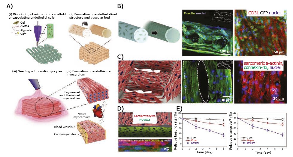 Application of 3D-bioprinted tissue models in drug testing — 3D-bioprinted endothelialized myocardium model. <b>A)</b> Schematics showing the procedure of fabricating endothelialized myocardium tissue model. <b>B)</b> Schematic showing the assembly of HUVECs in the bioprinted microfibers into a confluent layer of endothelium on the peripheries, as well as confocal fluorescence images showing the cross-sectional view of a three-layer scaffold, and tight junction formation between the HUVECs. <b>C)</b> Schematic showing a scaffold seeded with neonatal rat cardiomyocytes, F-actin staining showing the distribution of cardiomyocytes on the surface of the microfibers, and immunofluorescence staining of sarcomeric α-actinin and connexin-43 expressions. <b>D)</b> Schematic and high-resolution confocal fluorescence micrograph showing an endothelialized myocardial tissue. <b>E)</b> Relative beating of the endothelialized myocardial tissues and the levels of vWF expression by the endothelial cells, upon treatment with different dosages of doxorubicin. Reproduced with permission from reference 13, copyright 2016 Elsevier. Application of 3D-bioprinted tissue models in drug testing