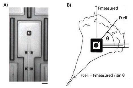 <b>A)</b> A micropad attached to a cantilever in a micromachined device used for studying cellular traction forces. Scale bar represents 10 μm. <b>B)</b> A force diagram illustrating the calculation of traction forces generated by a cell. Adapted from Reference 4 with permission. A micropad attached to a cantilever in a micromachined device used for studying cellular traction forces. Scale bar represents 10 μm