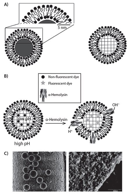 <b>A)</b> Schematic of a solid (left) or porous (right) silica microsphere with a lipid bilayer coating. <b>B)</b> One example of the use of porous silica microspheres. By incorporating alpha hemolysin, a pore is formed within the lipid bilayer, allowing a change in the internal pH and activation of the pH-sensitive dye. <b>C)</b> Scanning electron images of a nonporous microsphere (left) and a porous microsphere (right). High resolution of the porous microsphere details the porous surface. Adapted from Reference 14 with permission. Schematic of a solid (left) or porous (right) silica microsphere