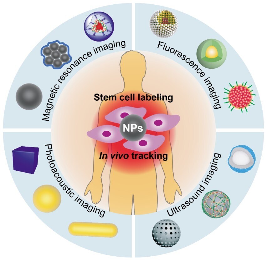 Various contract nanoagents designed for magnetic resonance imaging, fluorescence imaging, ultrasound imaging, and photoacoustic imaging modalities in stem cell tracking in vivo.