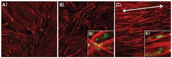 Immunofluorescent images of F-actin of skeletal muscle cells on electrospun PCL/collagen nanofibers