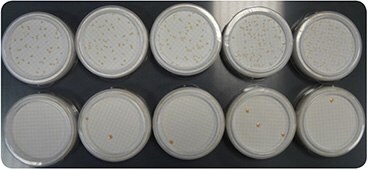 Comparison of bacteria growth on R2A (top) and TSA (bottom) media. 
