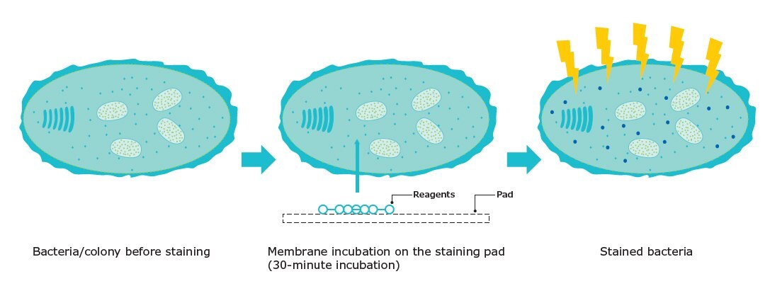 Graphic illustrating the 3-step principle of fluorescent staining in microbiology