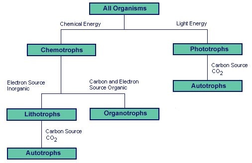 Organisms tree