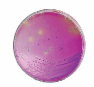 HiCrome™ Cronobacter spp. Agar (Sigma-Aldrich 92324)