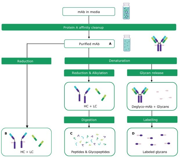 Overview of analytical techniques for antibody sample preparation and analysis showing intact mass analysis, peptide mapping, and glycan analysis
