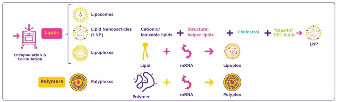 Several mRNA delivery systems are available