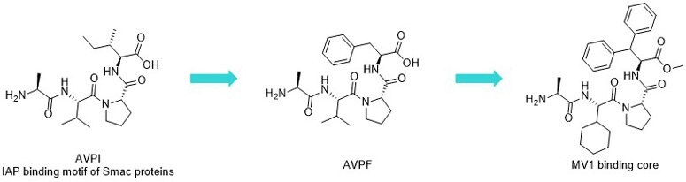 AVPI (Ala-Val-Pro-Ile) and IAP antagonists AVPF and MV1.