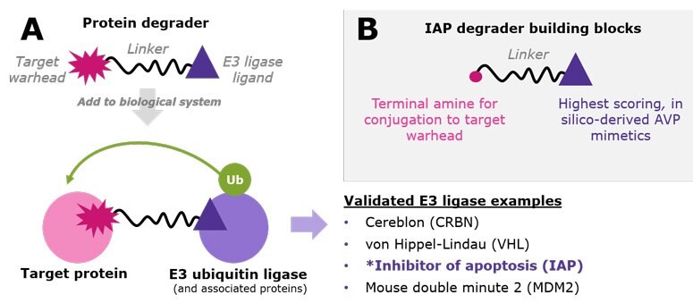 A.) Protein degraders are bifunctional small molecules that recruit a target protein to an E3 ubiquitin ligase. This proximity facilitates polyubiquitination of the target protein, resulting in its proteasomal degradation. While the list is growing, examples of validated E3 ligases used in TPD research include CRBN, VHL, IAP, and MDM2. B.)  IAP degrader building blocks incorporate three novel virtual screening leads already conjugated to varied linkers with amine-terminal chemistry.